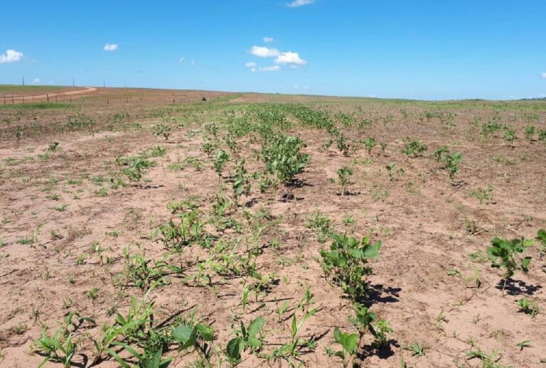 Vazio sanitário da soja começa na segunda-feira (15) em Mato Grosso