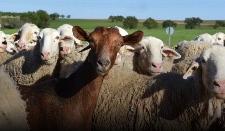 Ovinomat destaca as potencialidades para ampliar produção de ovinos e caprinos em MT